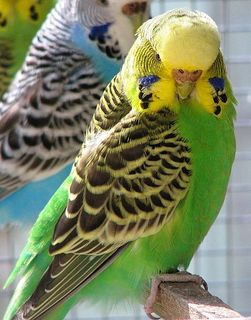 470px-Melopsittacus_undulatus.jpg