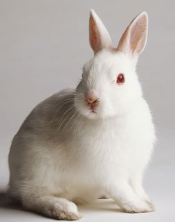 usagi.jpg